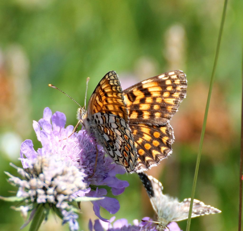 Melitaea phoebe